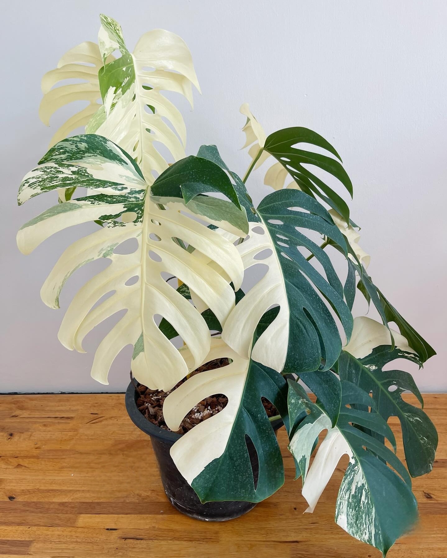 Plant image
